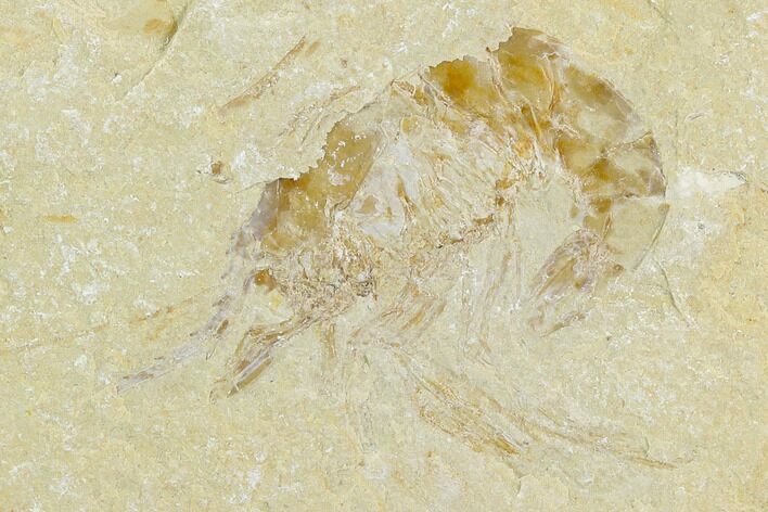 Cretaceous Fossil Shrimp - Lebanon #123882